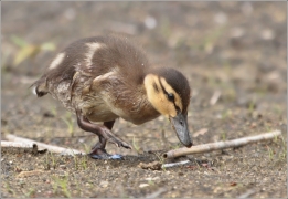 <p>KACHNA DIVOKÁ (Anas platyrhynchos) /Mallard - Stockente/</p>